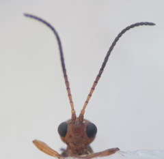 Townesilitus aemulus