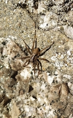 Alopecosa inquilina