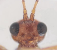 Townesilitus aemulus