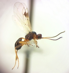 Townesilitus aemulus