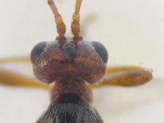 Townesilitus aemulus