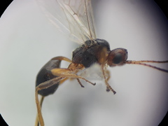 Townesilitus aemulus