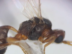 Townesilitus aemulus