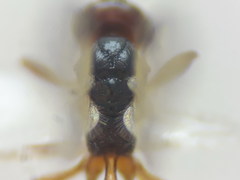 Townesilitus aemulus