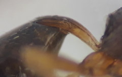 Townesilitus aemulus