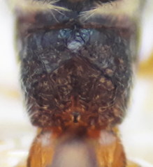 Townesilitus aemulus