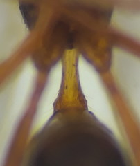 Townesilitus aemulus