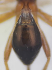 Townesilitus aemulus