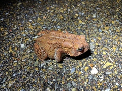 Anaxyrus americanus charlesmithi