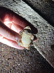Anaxyrus americanus charlesmithi