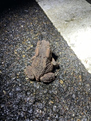 Anaxyrus americanus charlesmithi