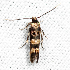 Stilbosis tesquella
