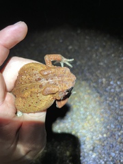 Anaxyrus americanus charlesmithi