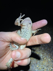 Anaxyrus americanus charlesmithi