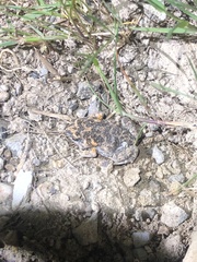 Uperoleia laevigata