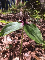 Trillium stamineum