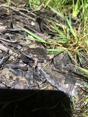 Uperoleia laevigata