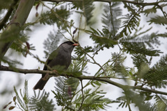 Sylvia nigricapillus