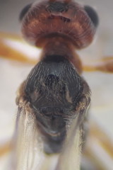 Townesilitus aemulus