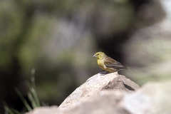 Crithagra symonsi