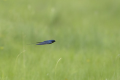 Hirundo atrocaerulea