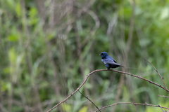 Hirundo atrocaerulea