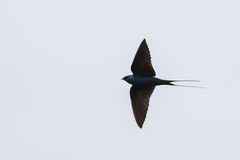 Hirundo atrocaerulea