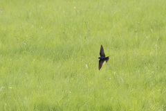 Hirundo atrocaerulea