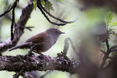 Bradypterus barratti