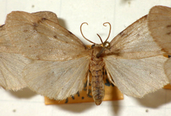Paidia rica