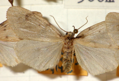 Paidia rica