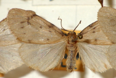 Paidia rica
