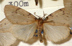 Paidia rica