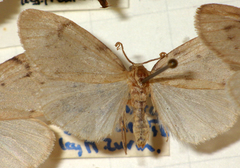 Paidia rica