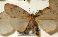 Paidia rica