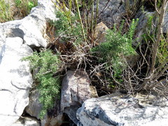 Tylecodon grandiflorus