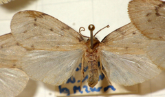 Paidia rica