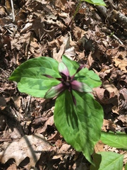 Trillium stamineum