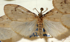 Paidia rica