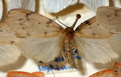 Paidia rica