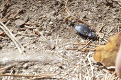 Oreocarabus