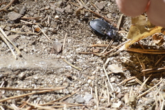 Oreocarabus