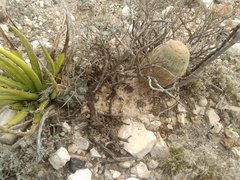 Echinocereus pectinatus pectinatus
