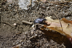 Oreocarabus