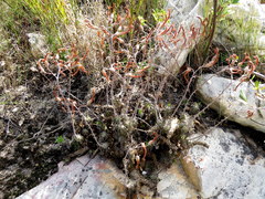 Tylecodon grandiflorus