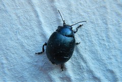 Chrysolina vernalis
