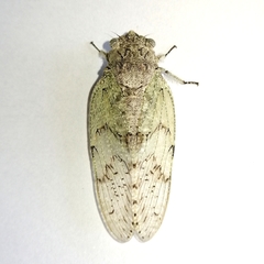 Nosola paradoxa