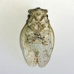 Nosola paradoxa