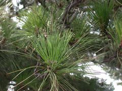 Pinus luchuensis