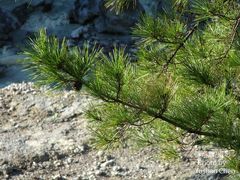 Pinus luchuensis